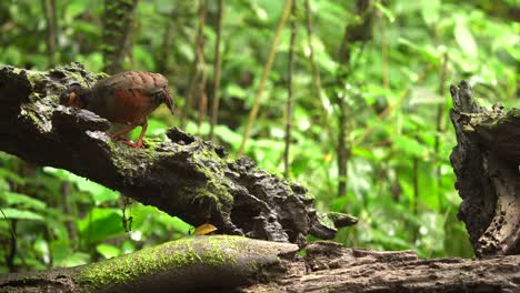 a chestnut-bellied partridge bird was on a log eating greedily