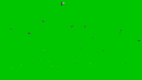 pigeons flying against green screen, 4k