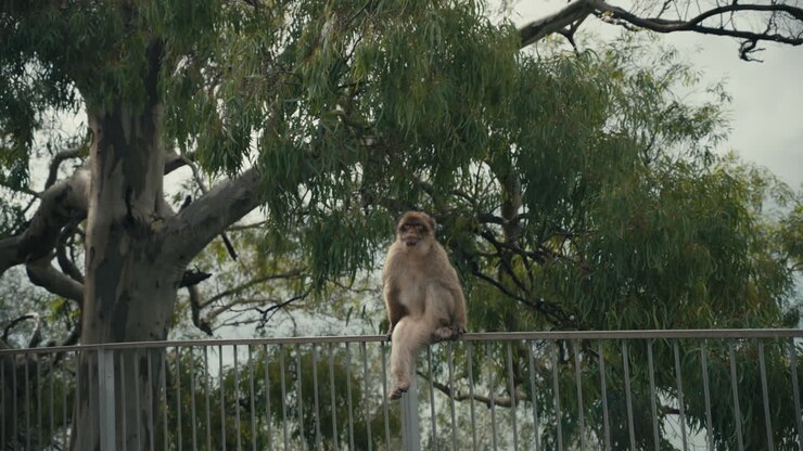 Barbary macaque monkey perched on a metal fence on the Rock of Gibraltar, surrounded by trees and natural greenery under cloudy skies