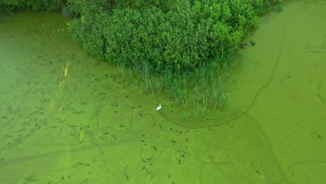 beautiful white swan on green marsh weed - drone aerial shot