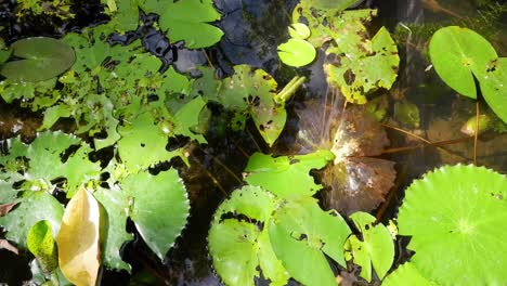 lotus flower opening amidst lily pads over time