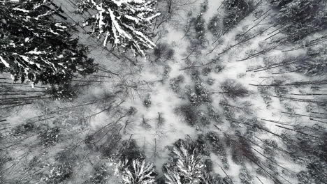 drop down aerial of forest in winter with snow on ground and tall spruce pine tree