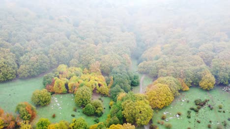 autumn forest with road in foggy morning