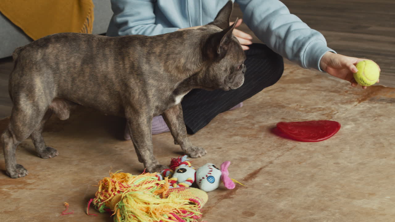 거실 바닥에 테니스 공을 들고 불독 개와 놀고 있는 빨간 머리 여자