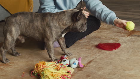 mujer pelirroja jugando con su perro bulldog con una pelota de tenis en el suelo de la sala de estar