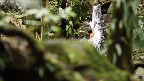 tranquil waterfall in lush rainforest
