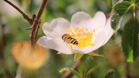 hoverflies, flower flies or syrphid flies, insect family syrphidae.they disguise themselves as dangerous insects wasps and bees.the adults of many species feed mainly on nectar and pollen flowers.