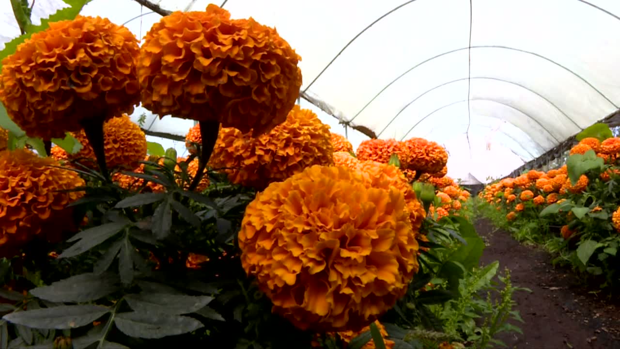 cempasuchitl, ornamental famous flower during day of the dead celebrations are inside a greenhouse in Xochimilco, Mexico