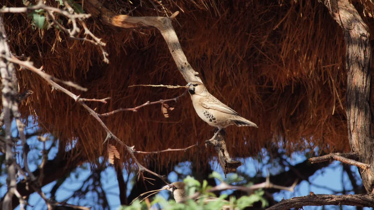 dos pájaros en un árbol jugando juntos con ramas en sus picos