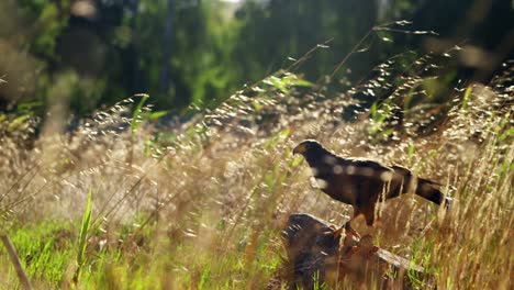 águila de frasco posada en la roca