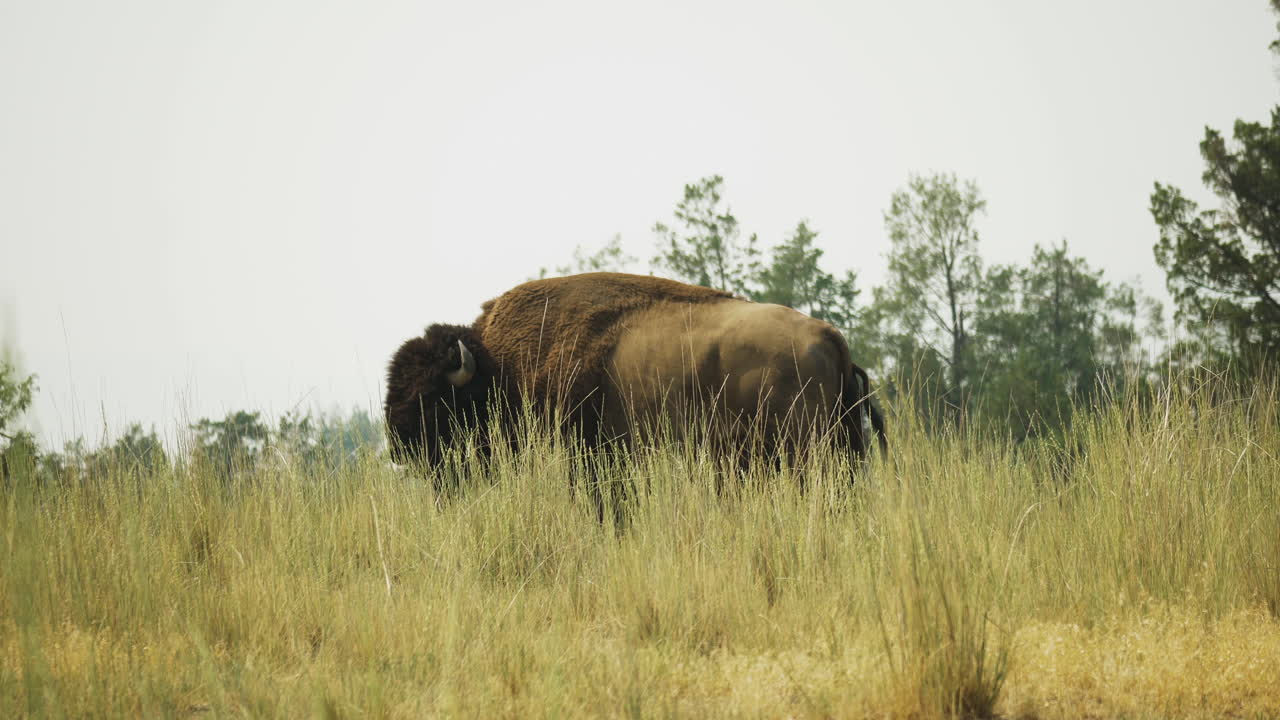 un bisonte adulto parado en un campo de hierba alta