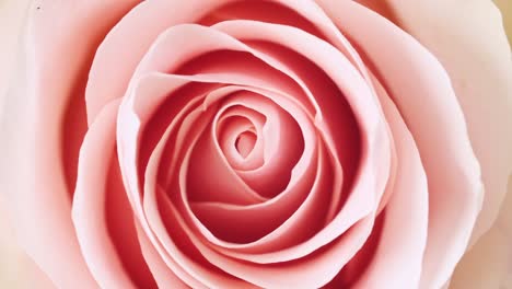 beautiful pink rose rotating on white background, macro shot. bud closeup. blooming pink rose flower open. holiday backdrop, valentine's day concept.