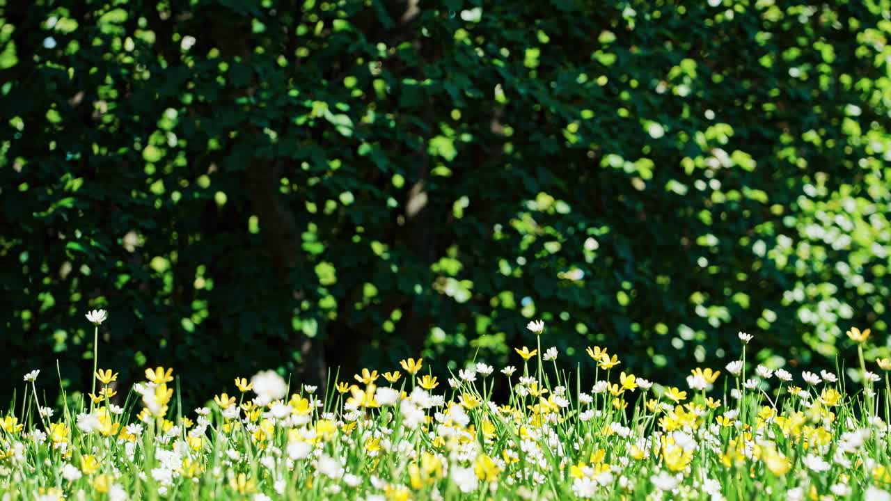 A low-angle video shot of a vibrant meadow with yellow and white flowers, set against a lush green
