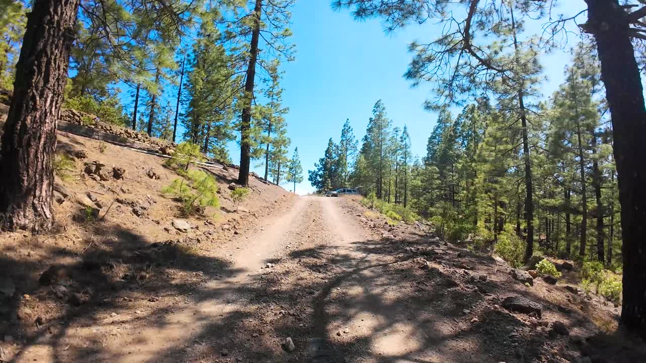 Scenic paths through lush Canary pine forests in Canaries