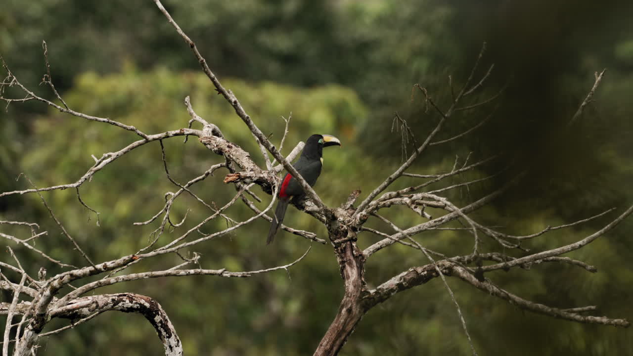 vibrantes perchas de aracari de muchas bandas en un árbol frondoso: tiro medio con colorido plumaje de pájaro