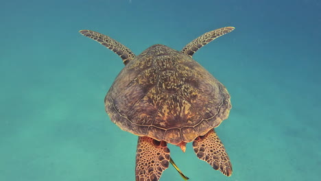 Schildkröten-Schwimmen-Im-Roten-Meer,-Ägypten