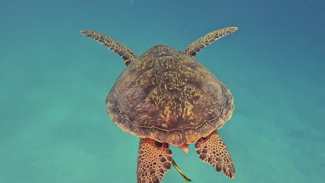 Tortuga-Nadando-En-El-Mar-Rojo,-Egipto