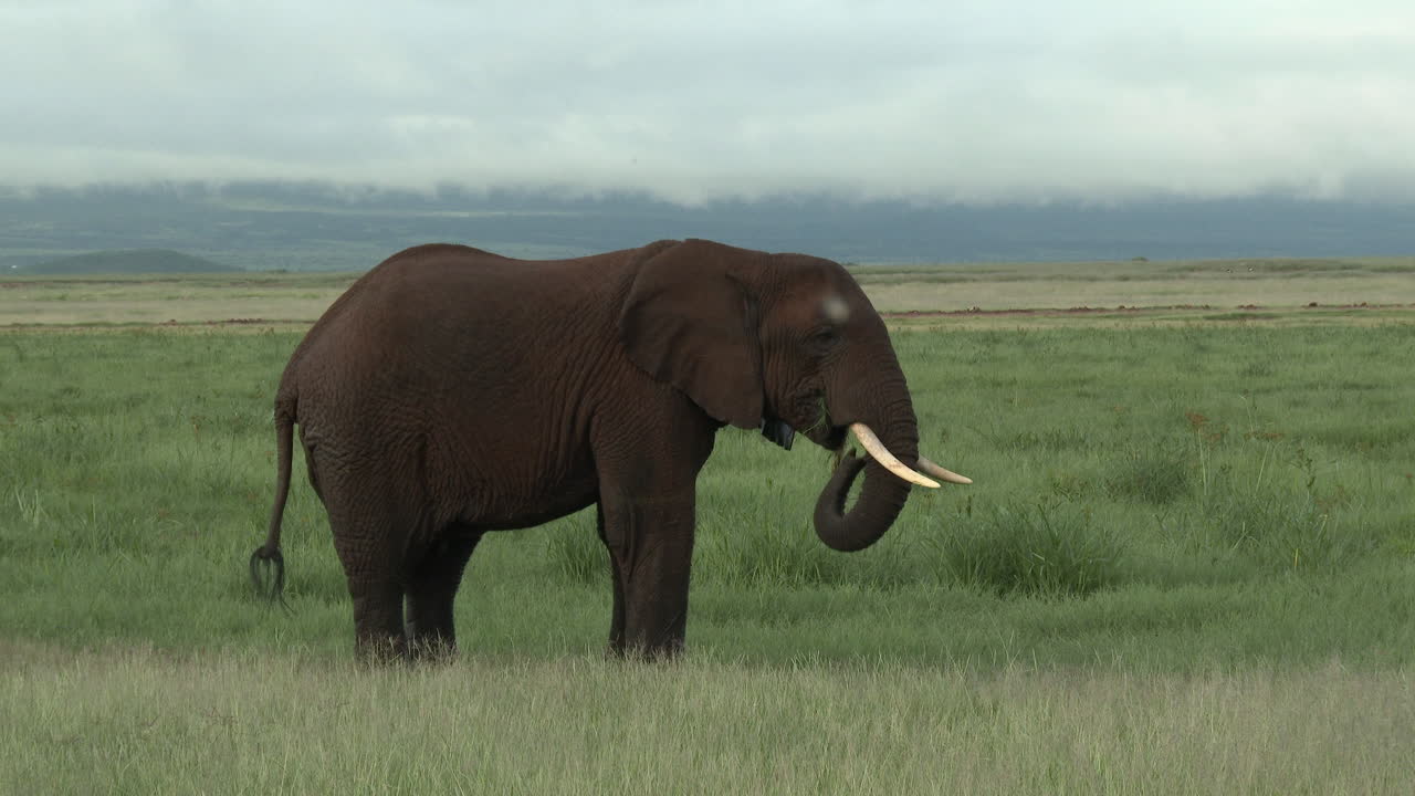 elefante africano gran toro "tusker" paseando por las praderas, amboseli n-1