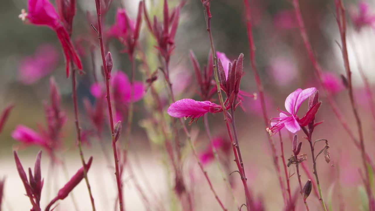 Close-up of Pink Flowers with Red Stems