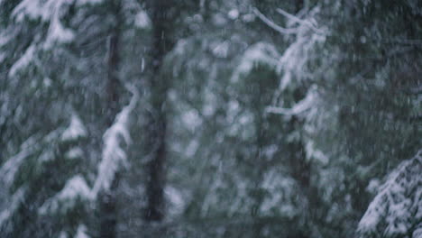 Snowing-in-a-spruce-forest