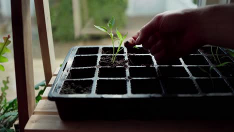 Close-Up-Of-Planting-Seedling-In-A-Planter