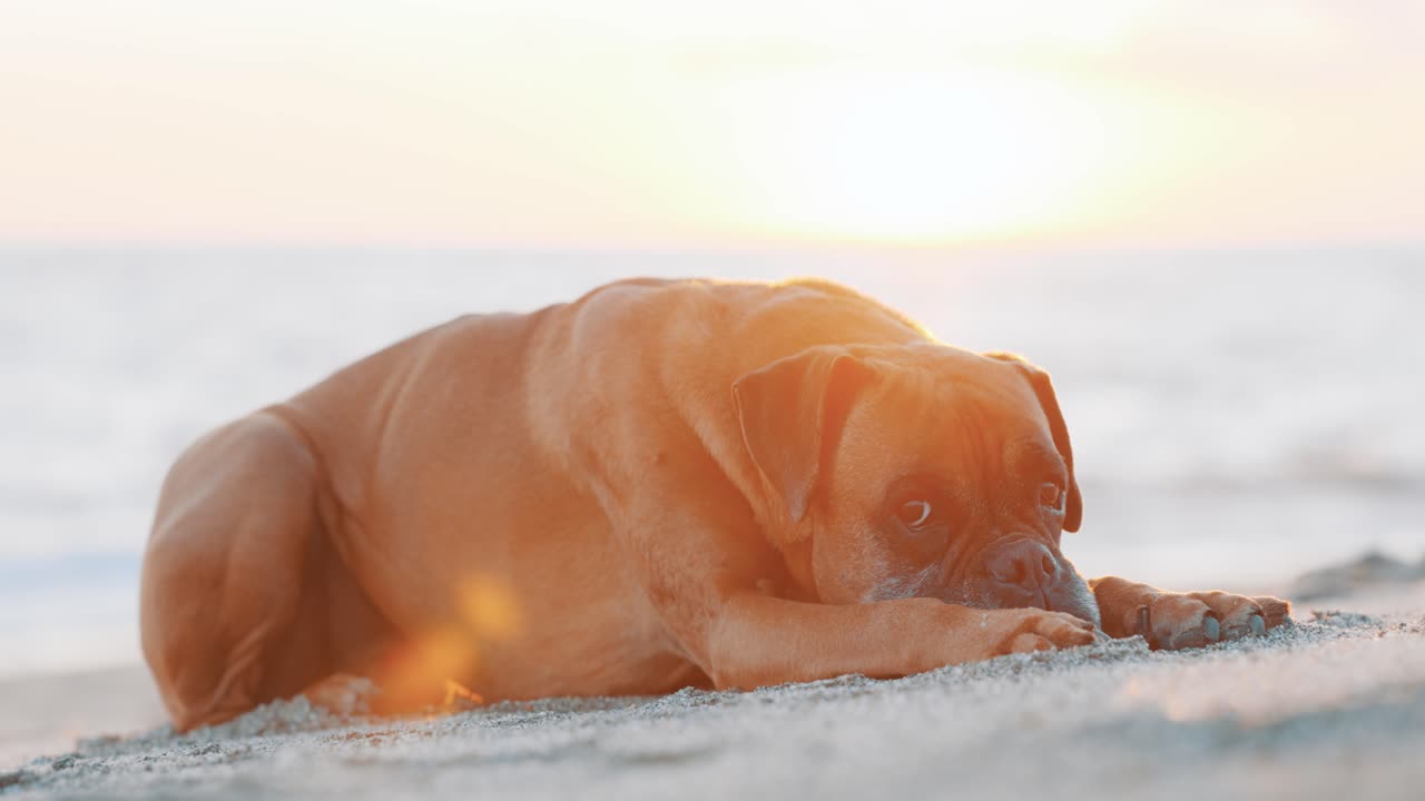 Boxer dog relaxing on beach at sunset