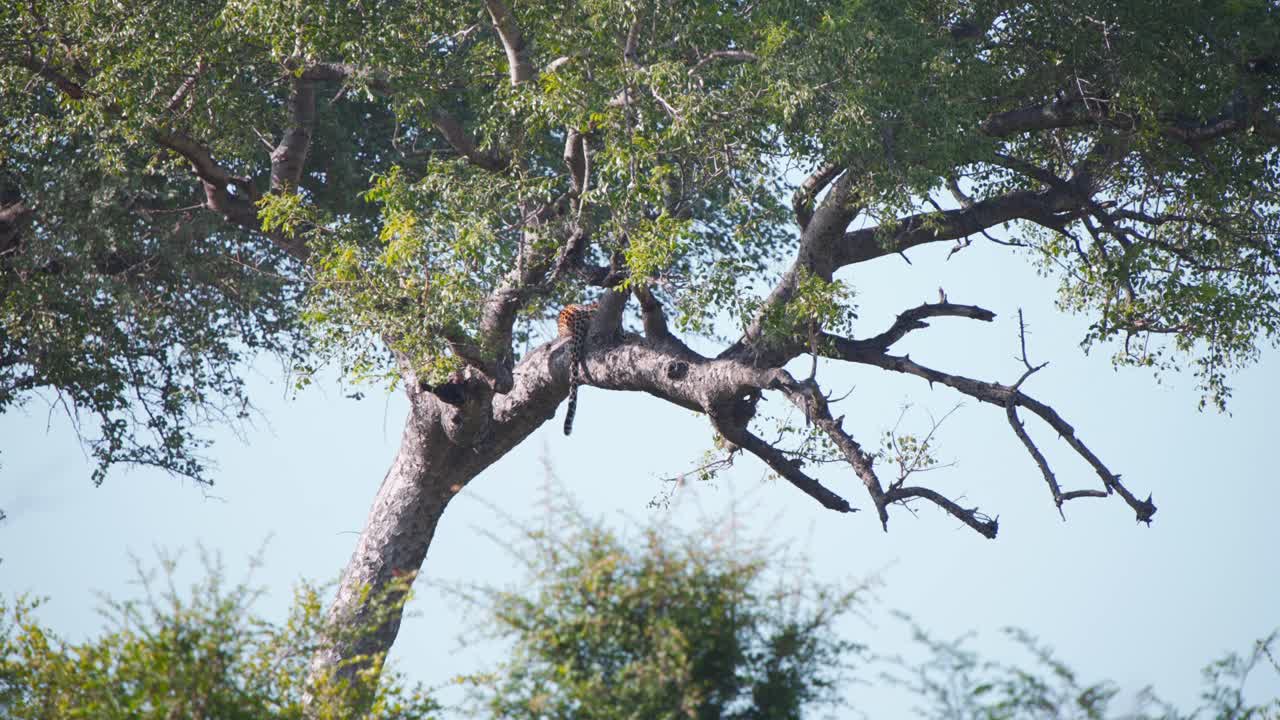 Tail of african leopard resting in tree hanging down from branch