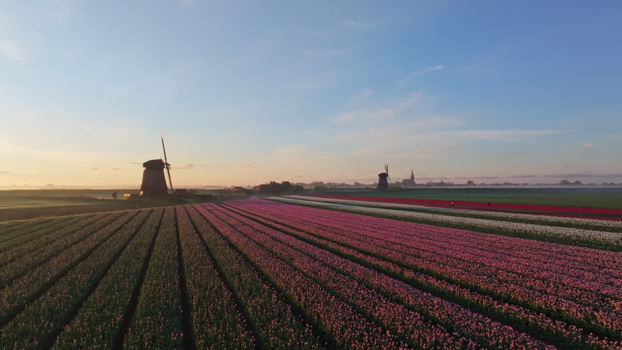 Vista aerea di campi di tulipani colorati e un mulino a vento avvolto dalla nebbia all'alba.