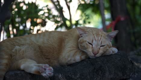 disparo de rotación en cámara lenta de un gato de jengibre callejero durmiendo en una pared de piedra
