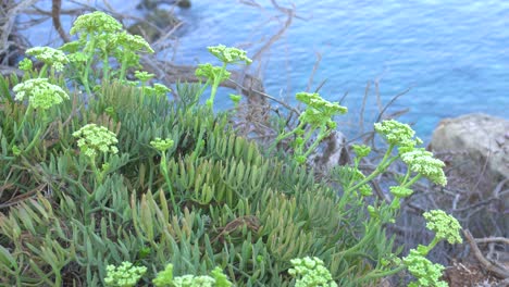 un arbusto crithmum maritimum en primer plano, mar en calma ondeando en el fondo