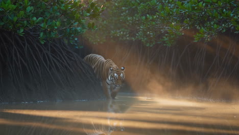 tiger in a mangrove forest at sunrise