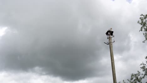 wide shot of a stork on an electric pole in a gloomy day