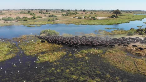 aerial drone shot orbiting around a large herd of african buffalo as the herd begins to travel