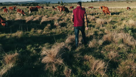 Countryside,-agriculture-and-man-with-cows