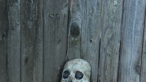 pan down to old ceramic skull leaning against weathered fence