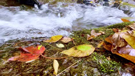 Fall-Leaf-Color-along-creek-near-Boone-NC,-North-Carolina,-Goshen-Creek