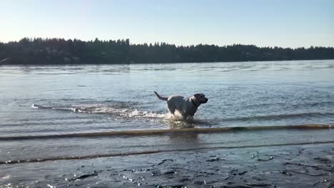 dog splashing, running and having fun in slow motion on the water at sunset