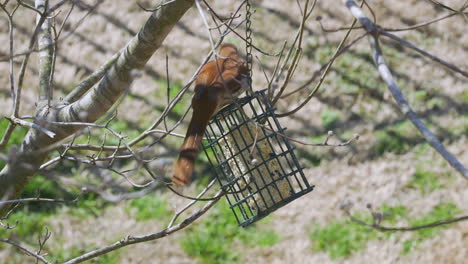 Brauner-Thrasher,-Der-Im-Spätwinter-In-South-Carolina-An-Einem-Talgfutterhäuschen-Frisst