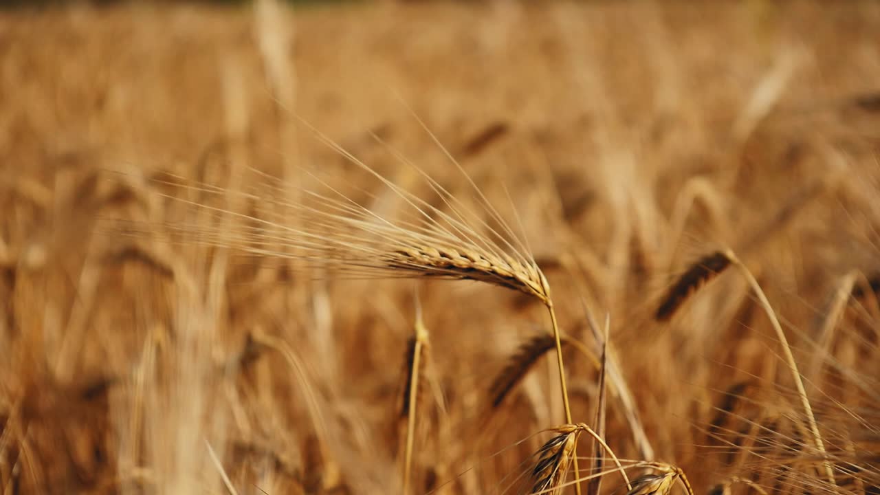 Primo piano di una singola spiga d'orzo che si piega dolcemente alla calda luce del sole, circondata da steli dorati delicatamente sfocati, evidenziando texture delicate e il movimento naturale in un campo maturo.