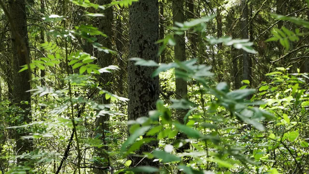 Great Spotted Woodpecker, dendrocopos major, Adult Looking for Food in Oak tree, Lithuania
