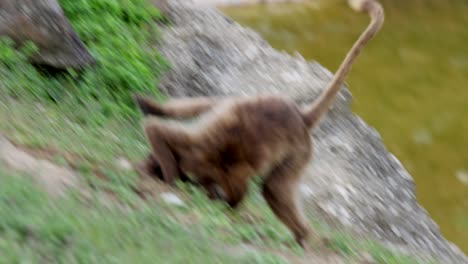 Adult-and-Baby-Gelada-Monkey-playing-and-fighting-together,-having-fun-together---lovely-family-time