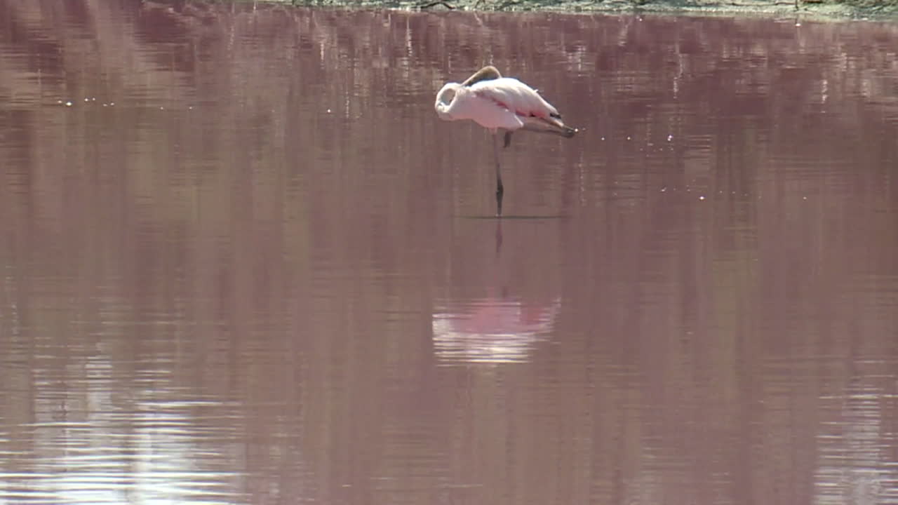 Pink Flamingo in a Pink Lake