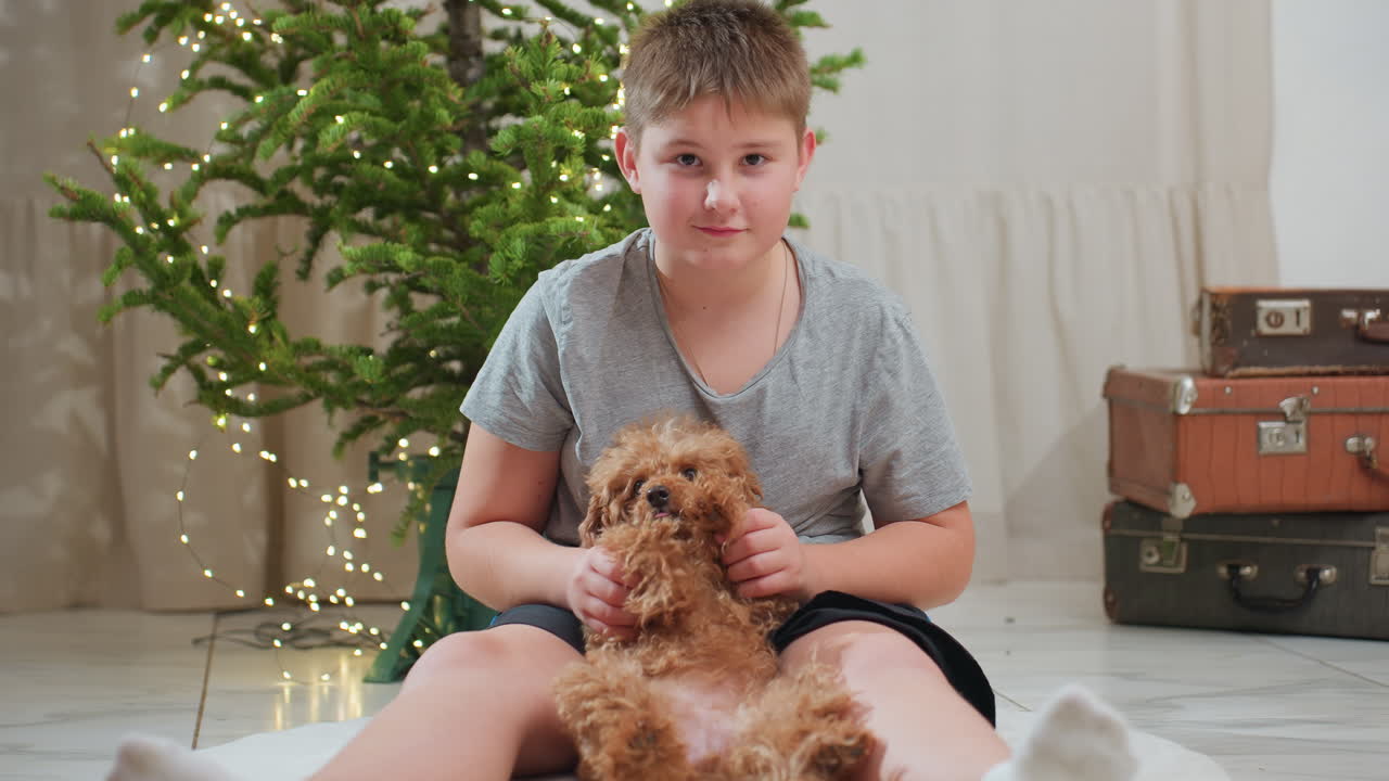 Boy in grey shirt and black shorts sitting casually on floor playing with adorable fluffy brown dog between his legs near decorated christmas tree with glowing lights and stacked vintage suitcases