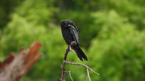 Cormorán-Escalofriante-En-El-árbol-Uhd-Mp4-4k