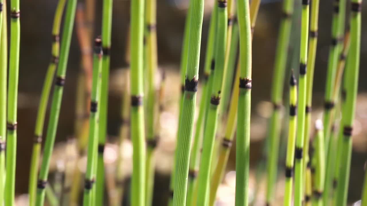 남부 거대한 말꼬리, 남미의 equisetum giganteum의 매크로 보기