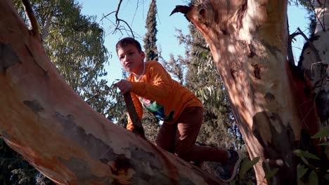 caucasian boy balancing on a big branch of eucalyptus tree