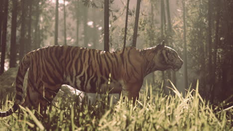 portrait of a tiger stalking prey in the jungle