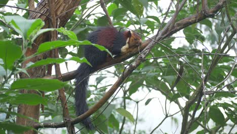 Malayisches-Schwarzes-Riesenhörnchen-Im-Wilden-Tropischen-Wald-Im-Süden-Indiens