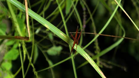 Vertical-slow-motion-shot-of-a-red-dragonfly-sitting-on-the-blowing-grass-from-the-wind-in-the-jungle-on-bali-in-indonesia