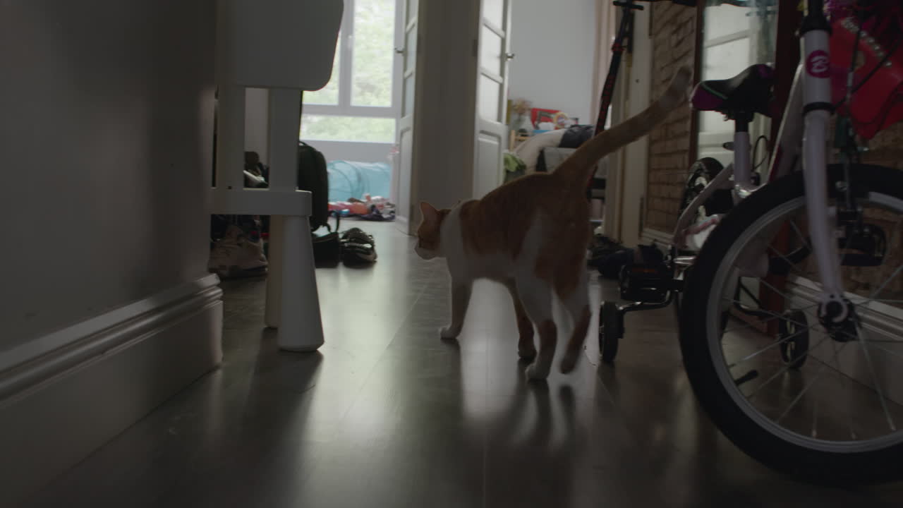 색 반점이 있는 진저 고양이가 아파트를 돌아다니고 있다